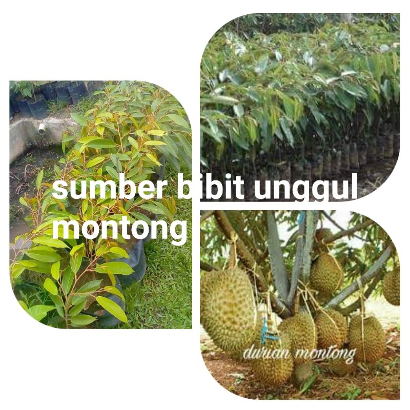 bibit durian kaki 3 montong super unggul