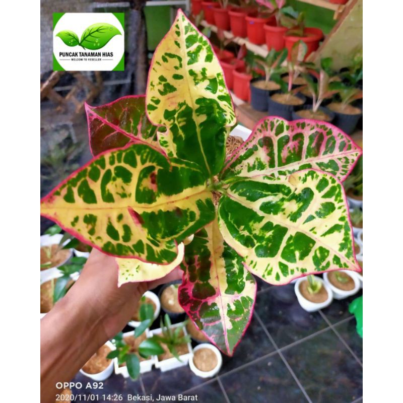 Tanaman hias puring kura - Puring kura kura