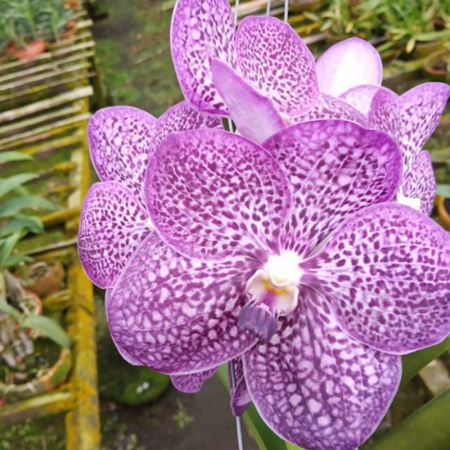 Anggrek Vanda Pink Hybrid Dewasa