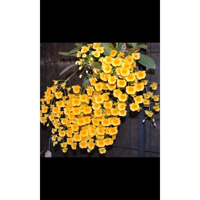 (DEWASA) Anggrek Dendrobium agregatum dewasa