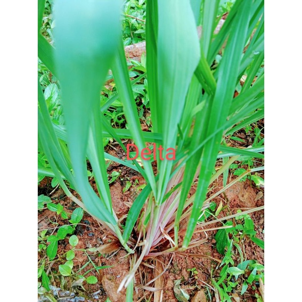 

Daun,batang,akar sereh wangi