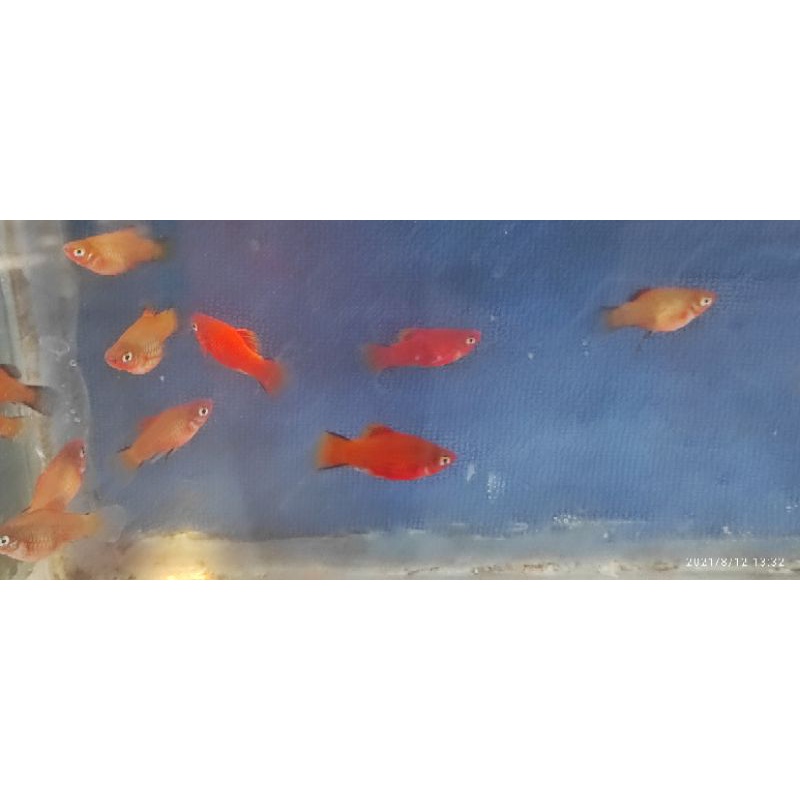 ikan platy coral red / halfblack red