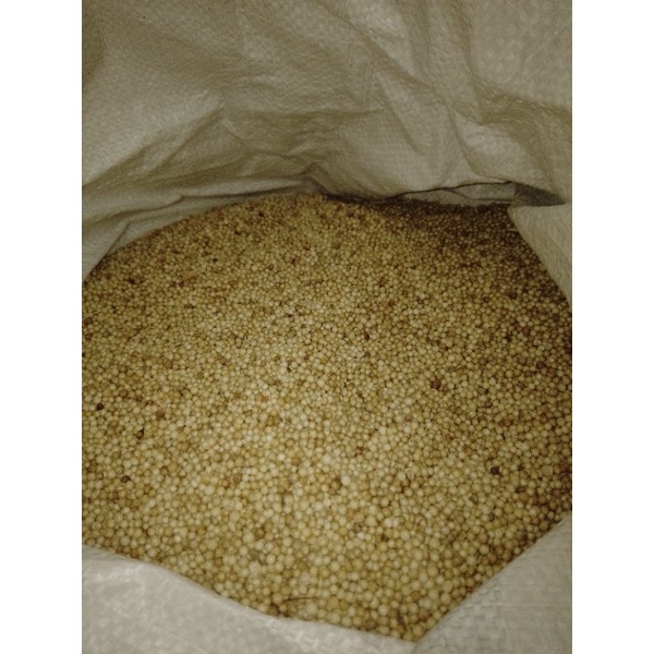 

Ketumbar Bulat Kuning