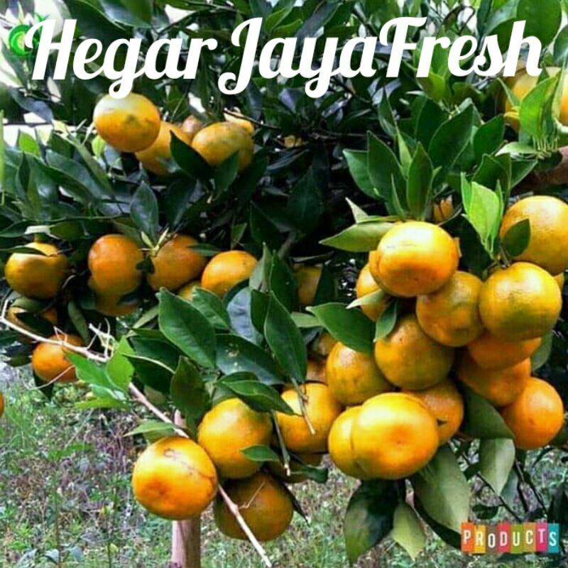 

jeruk1kg