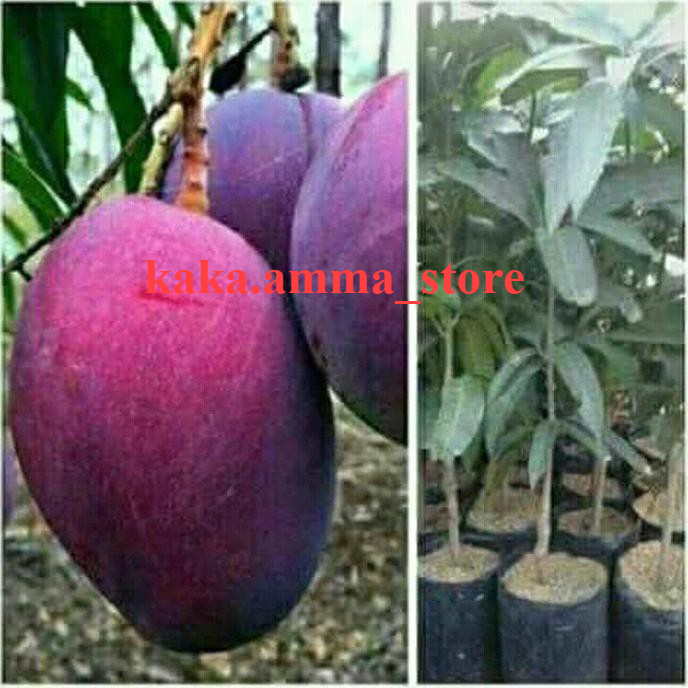 BIBIT TANAMAN BUAH MANGGA IRWIN /BIBIT UNGGUL (Buah Ungu) Unggulan
