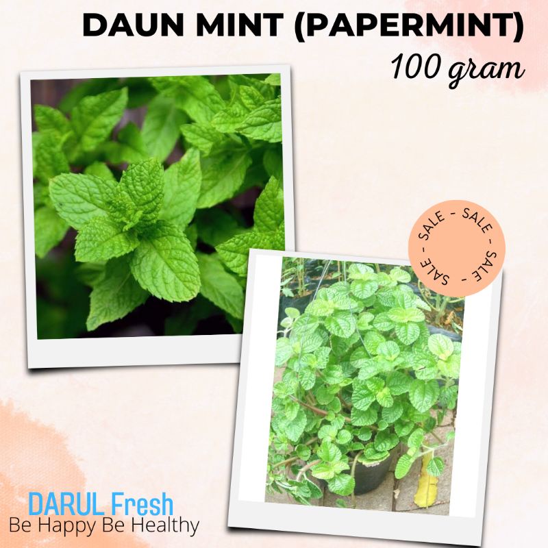 

daun mint fres 100gr