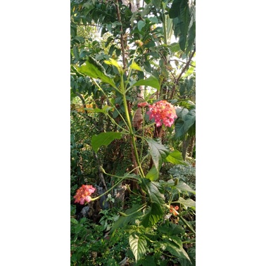 Bonsai Lantana 3 Warna