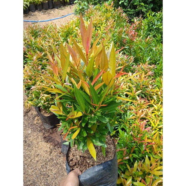 Bibit pucuk merah 30-40 cm tanaman pucuk merah