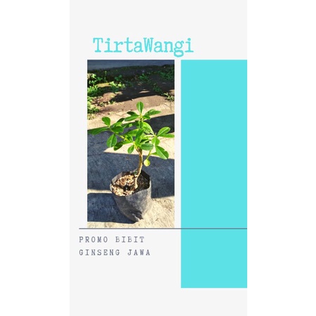ginseng jawa bibit