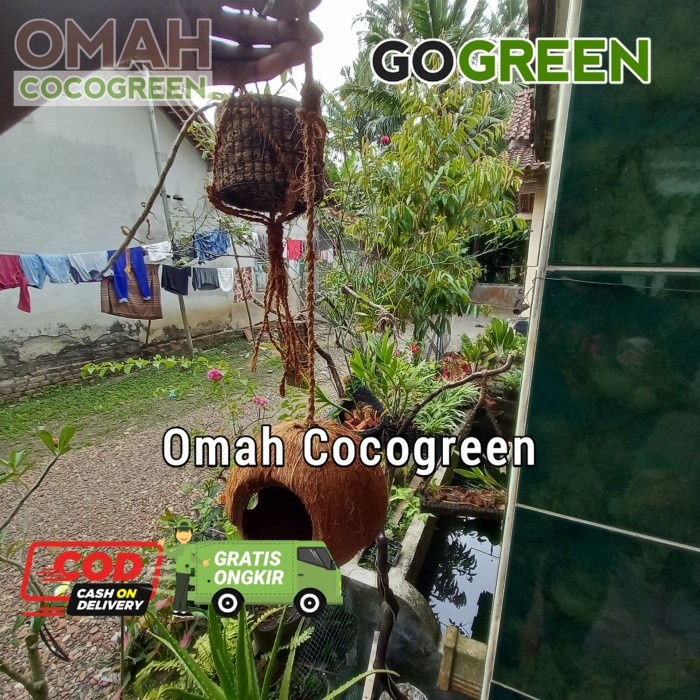 glodok batok kelapa burung lovebird sabut kelapa gantung