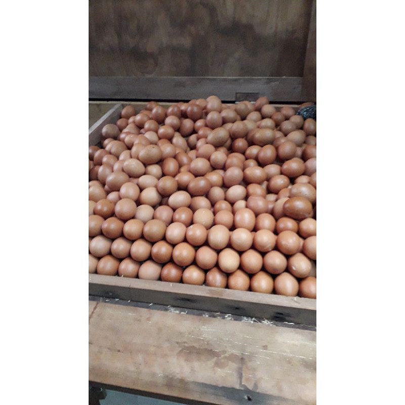 

TELOR AYAM NEGRI: /500 GRAM