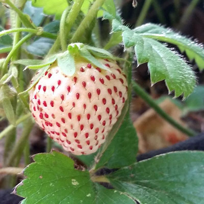 Jual Bibit / Benih Biji Buah Strawberry White Alpine Stroberi Putih Isi ...