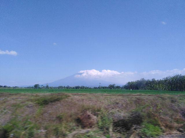 4 Stek Batang Atau Bibit/tanaman Cincau Hijau Banyak Manfaat