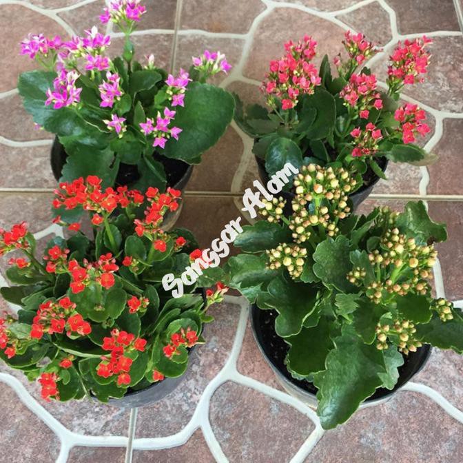 Paket 4 Tanaman Cocor Bebek / Tanaman Hias Cocor Bebek