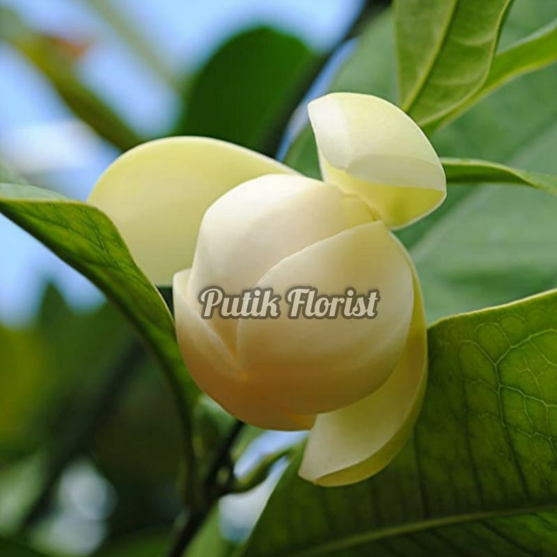 Tanaman Bunga Cempaka Telur Putih / Magnolia Coco