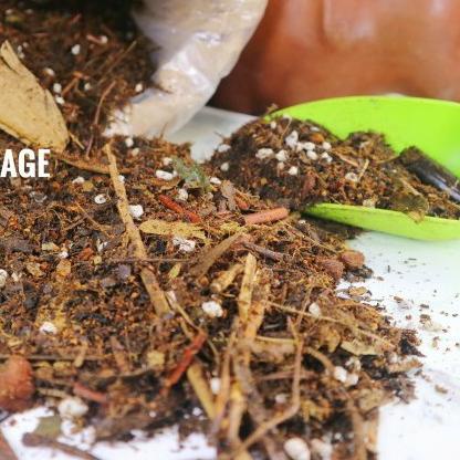 ❁ Metan mantuy asoka *fufufu* repack 1 kg #nobrandplant media tanam ➳