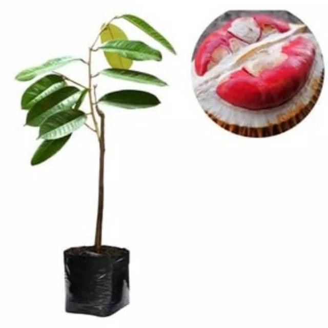 Bibit durian merah