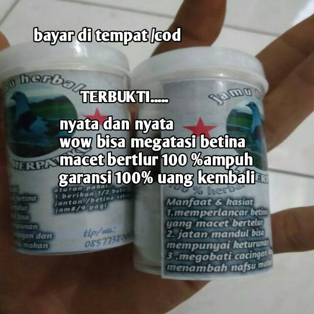 Jamu khusu betina|pil merpatiku#MEGATASI BETINA MACET BERTELUR