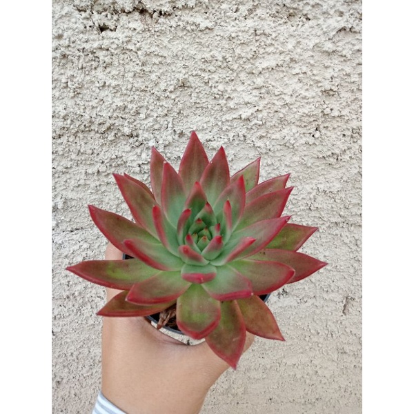 Sukulen Agovoides jumbo