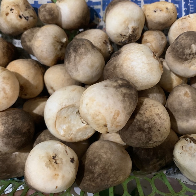 

Jamur merangg