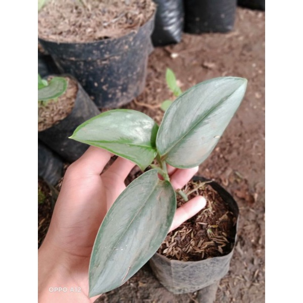 tanaman scindapsus Moonlight/tanaman hias scindapsus/tanaman rambat