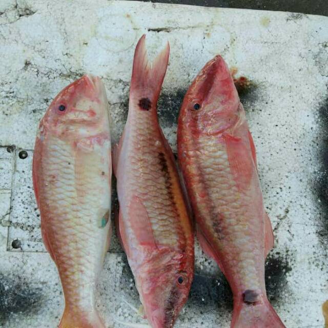 Ikan Jenggotan Biji Nangka Beku Foss Seafood Shopee Indonesia