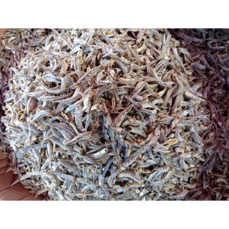 

ikan KC teri bulat
