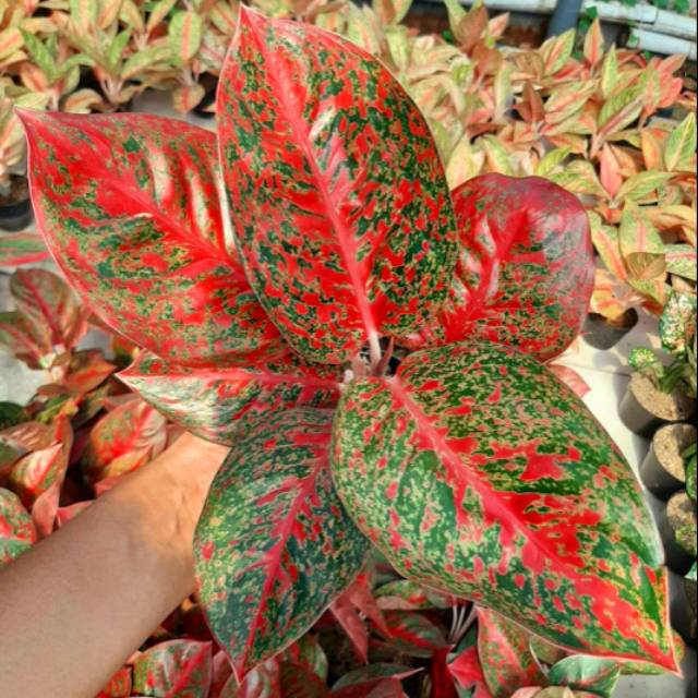  Tanaman  Aglonema  Aglaonema  Hias  STARDUST Shopee Indonesia