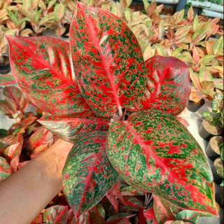 Tanaman Aglonema  Aglaonema Hias STARDUST Shopee Indonesia