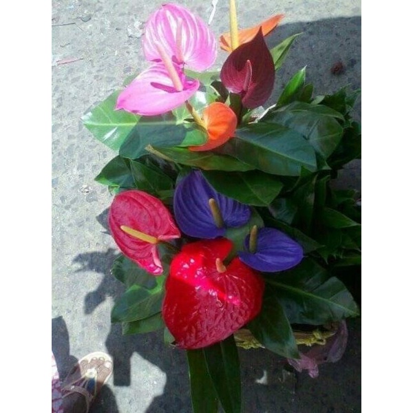 TANAMAN HIAS ANTHURIUM MICKEY MOUSE MULTI COLOUR