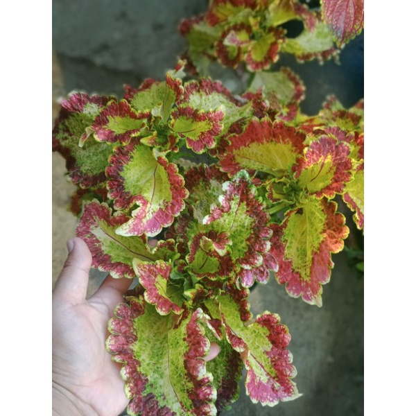 Miana Arjuna/Miana premium