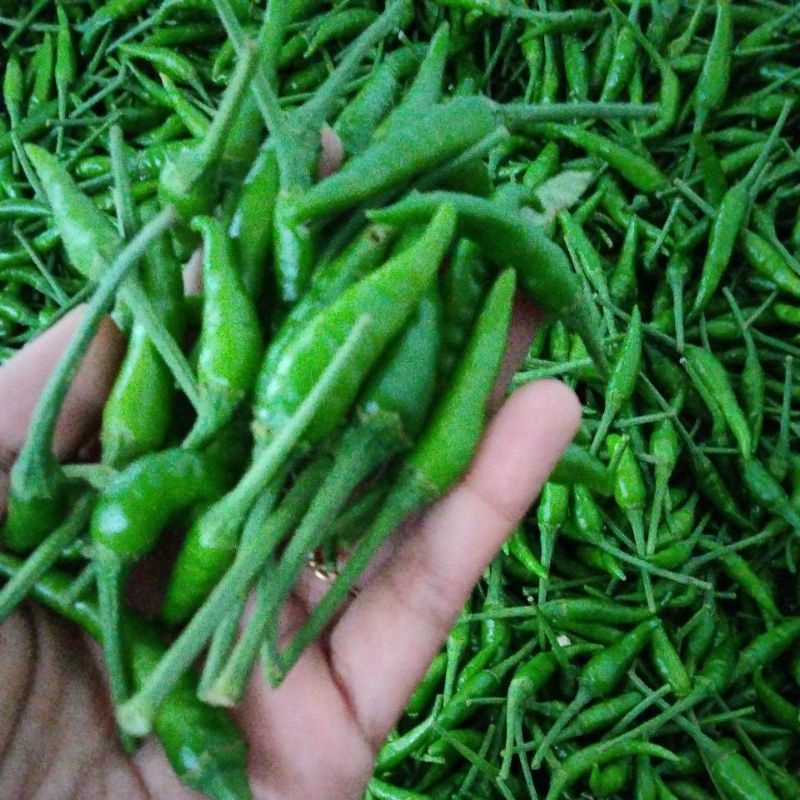

Cabe rawit pelita hijau 1kg (cabe setan) / Lombok tewe fress baru petik