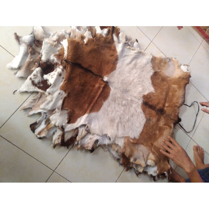 kulit kambing bulu lembaran