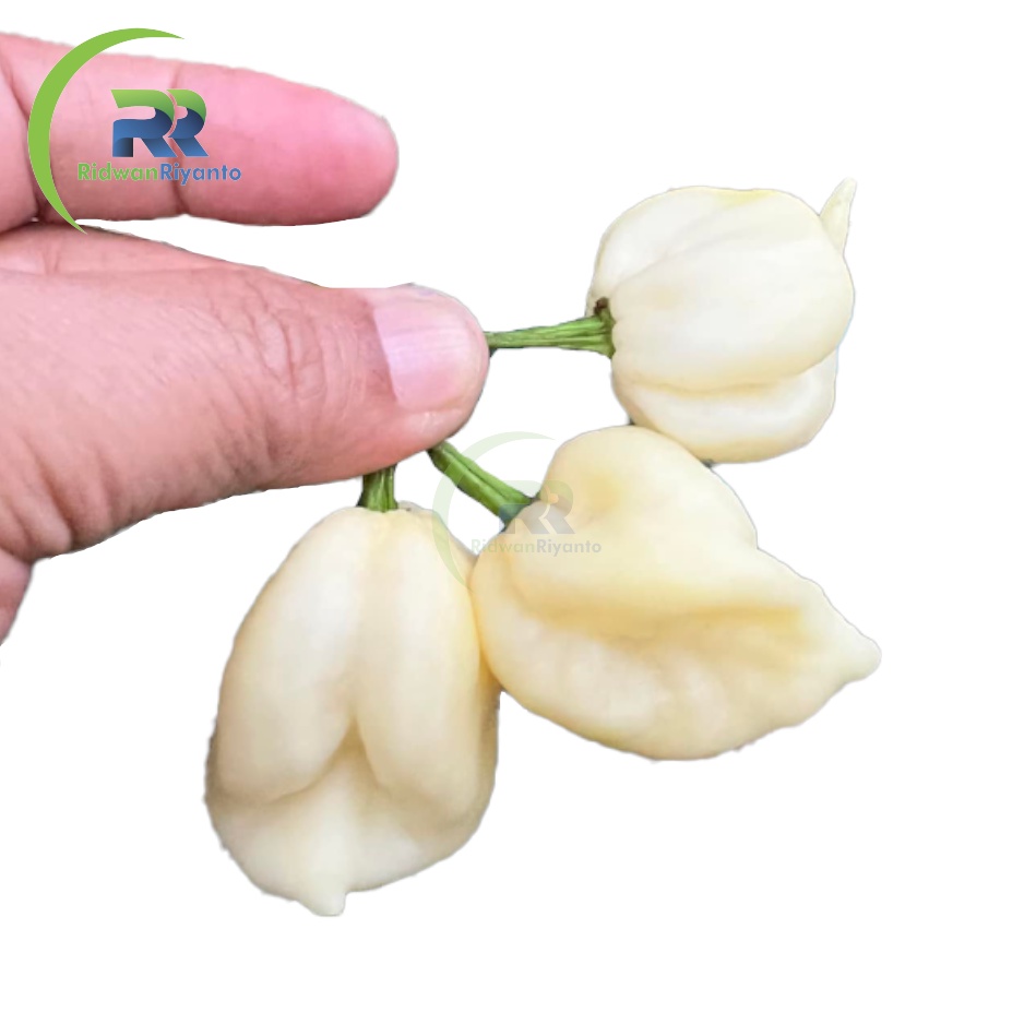 BUAH Cabe CAROLINA REAPER WHITE Cabai Terpedas Nomor 1 di Dunia Versi Guinness World Record