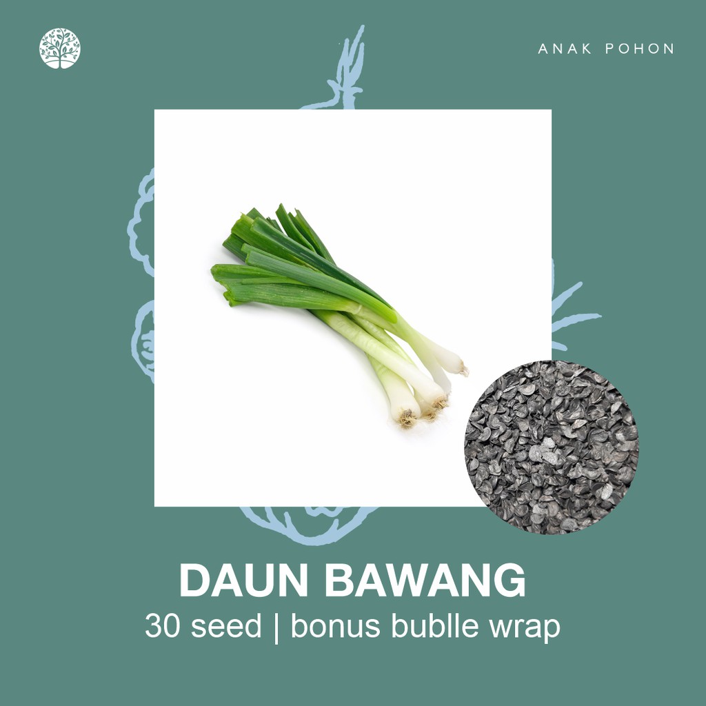 SERBA SERIBU - Benih Bibit Biji - Paket Benih Sayuran DAUN Termurah Kangkung Sawi Selada Seledri Kol-Daun Bawang