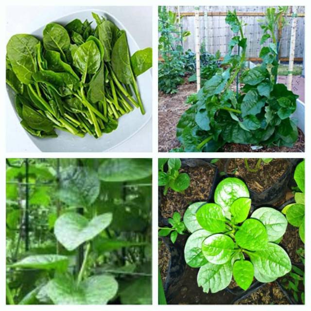 Bibit stek malabar spinach bayam malabar sayuran bibit bunga murah bayam jepang binahong hijau
