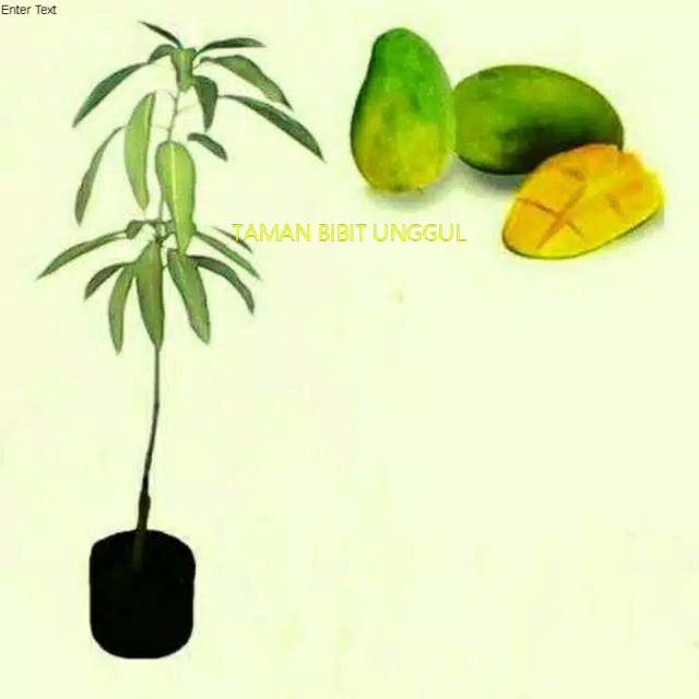 Bibit mangga gadung