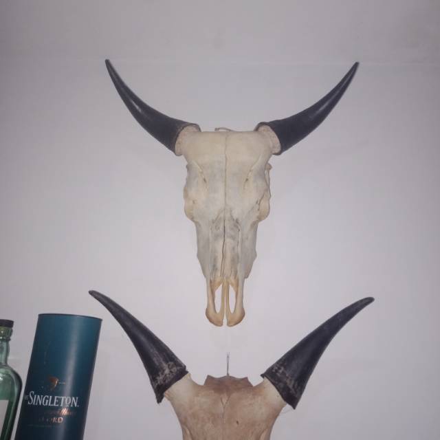 Tengkorak Kepala Sapi