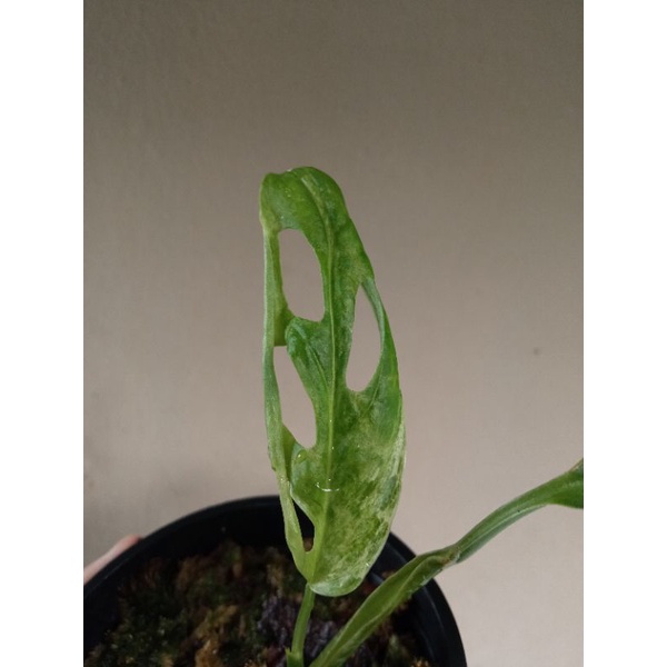monstera adansonii varigata lokal janda bolong variegata cutting
