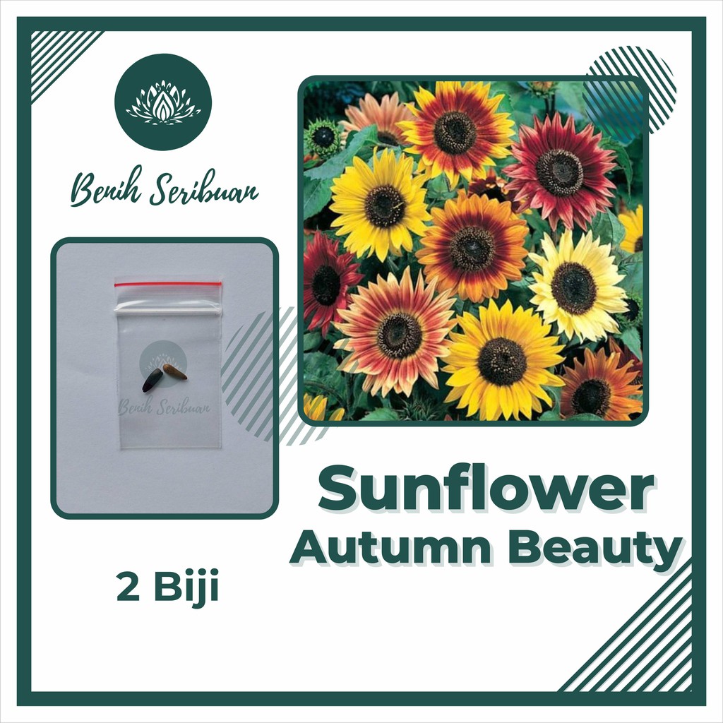 2 Bibit Bunga Matahari Benih Sunflower Autumn Beauty Mix ...