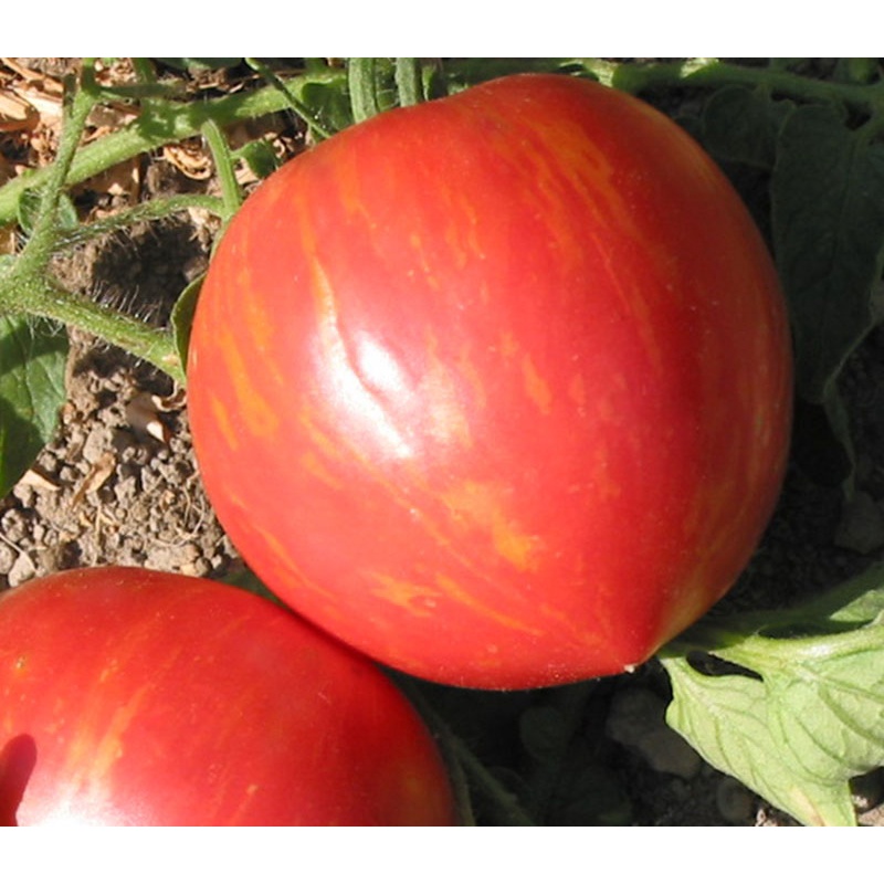 Benih Bibit Biji - Tomat Early Yellow Stripe Tomato Seeds