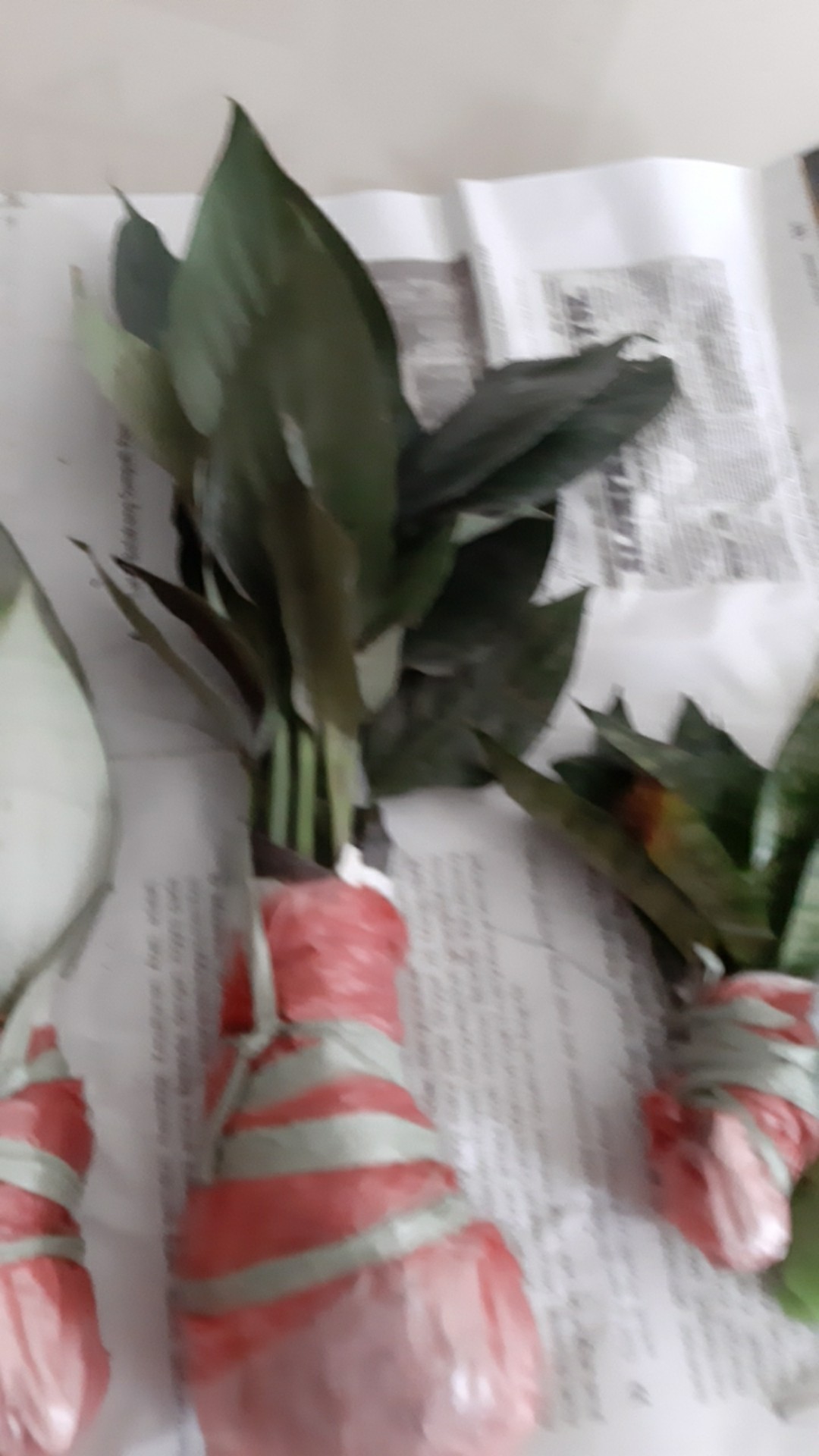 Bibit Tanaman Sepatu Vilum Bangkok Remaja