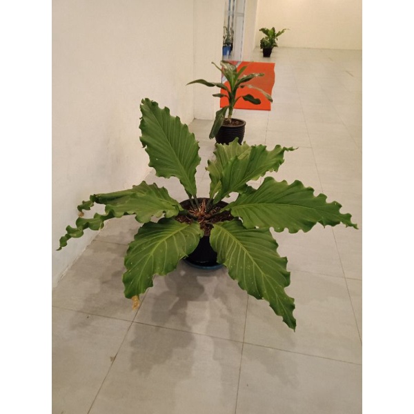 Anturium Gelombang Cinta Dewasa