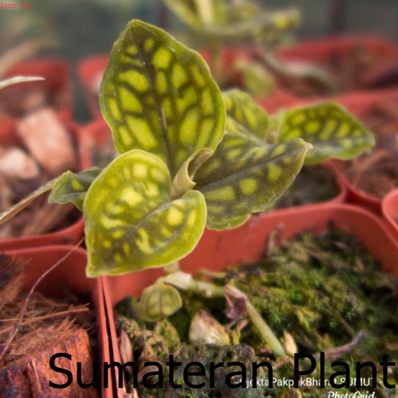 Anggrek Cystorchis Orchid Gold anggrek Jewel variegata Jewel anggrek langka Indoor Anggrek Unik ; Ju