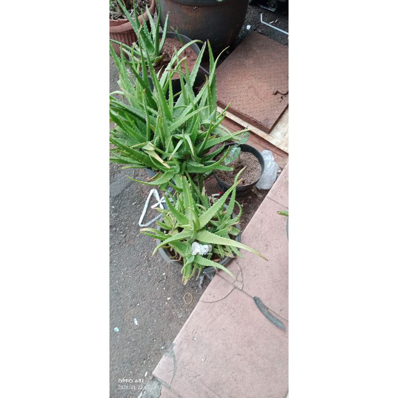 

lidah buaya