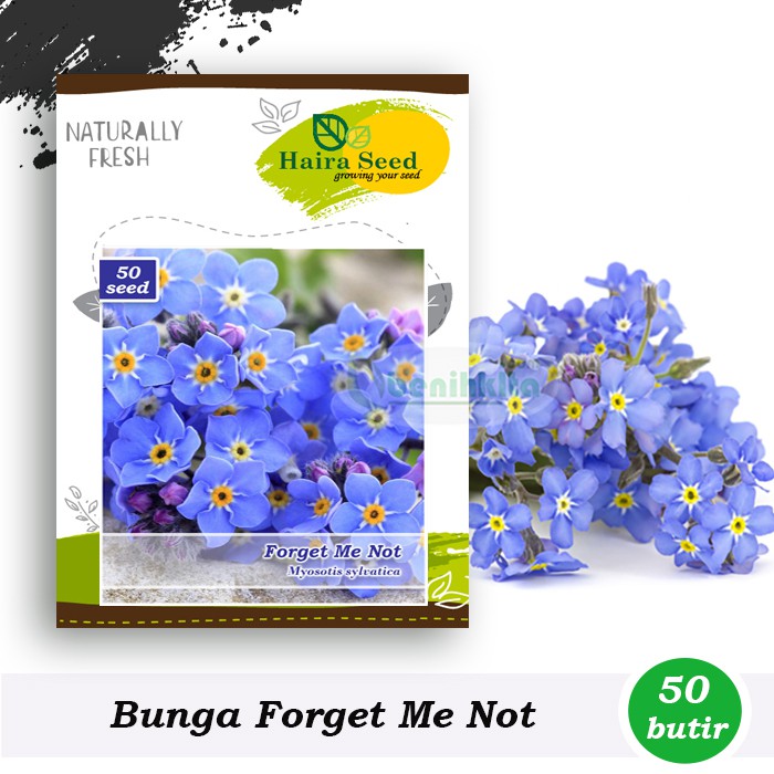 Benih-Bibit Bunga Forget Me Not (Haira Seed)