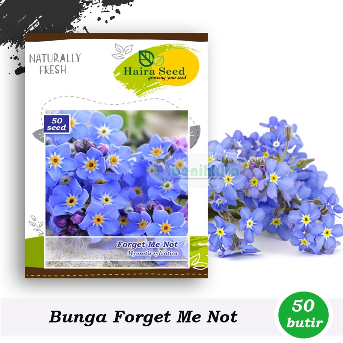 Benih-Bibit Bunga Forget Me Not (Haira Seed)