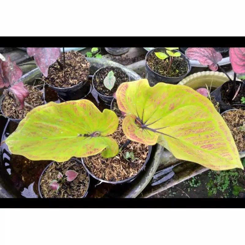 bonggol keladi hybrid thailand