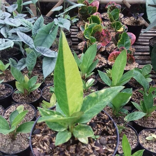 Bibit Anthurium Jemani Varigata