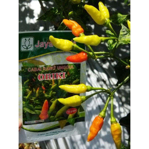 BENIH CABE RAWIT UNGGUL ORIKI | JENIS TIUNG TANJUNG